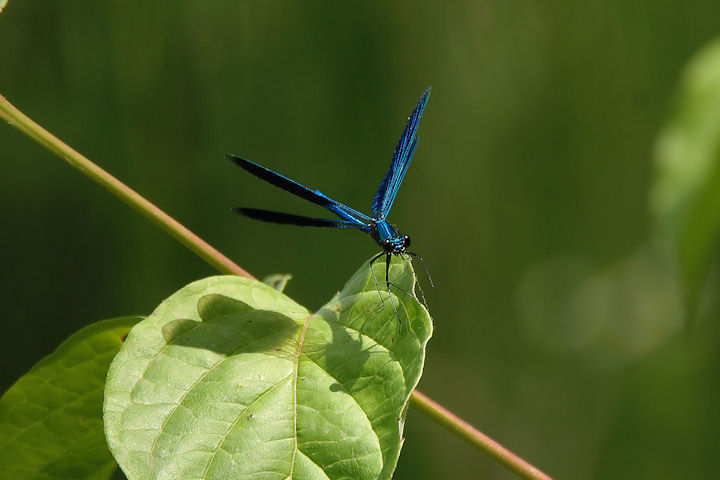 Sympetrum fonscolombii e Calopteryx splendens